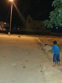 بالصور ..  عمان : انتشار الكلاب الضالة في منطقة ضاحية الاميرة ايمان