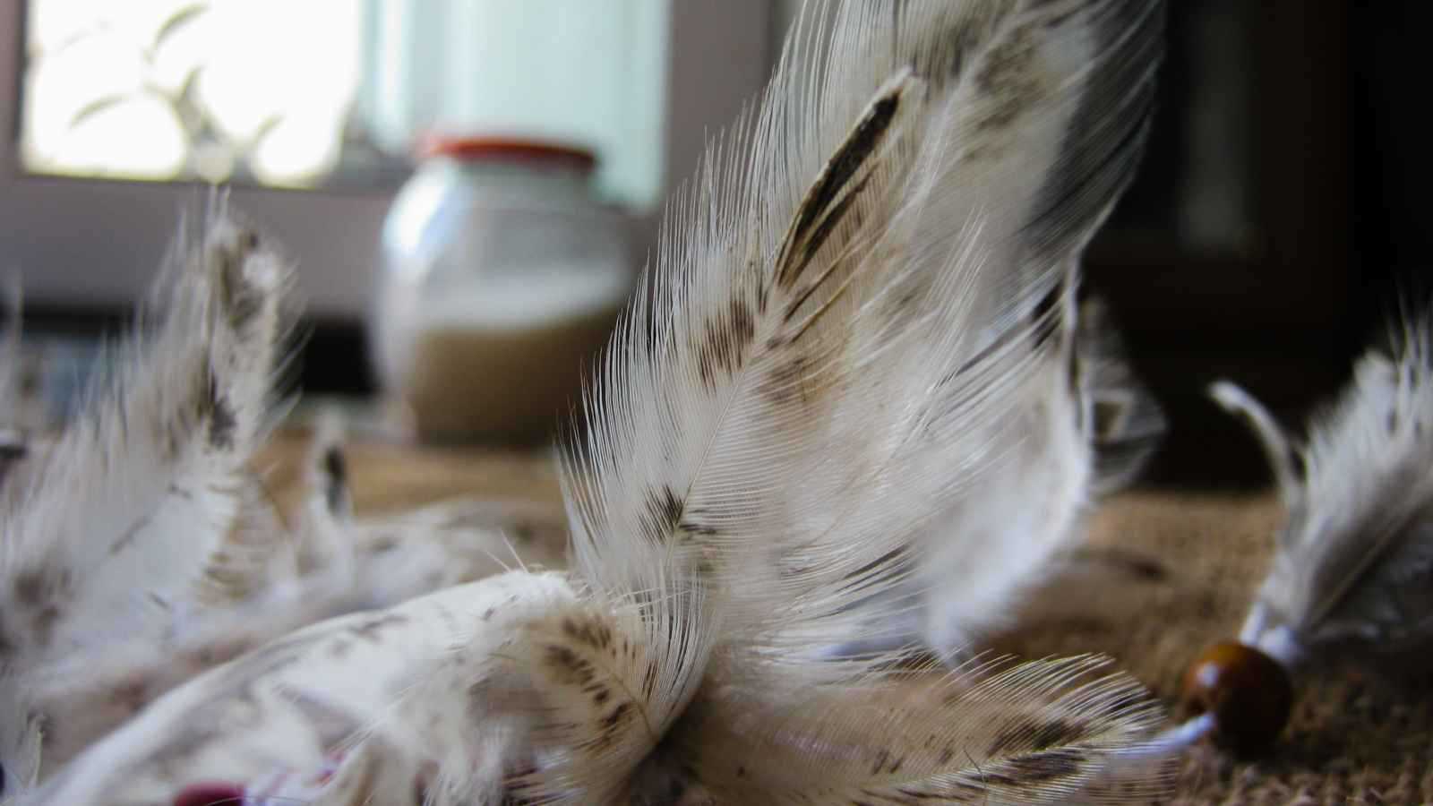 دلالات الحلم بالريش في المنزل وهل يبشر بالرخاء؟