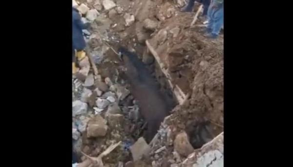 بعد 21 يوما  ..  إنقاذ حصان في تركيا من تحت أنقاض الزلزال