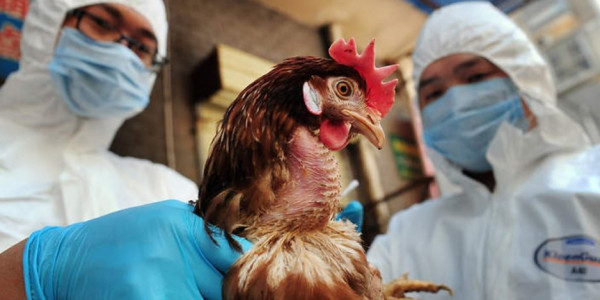 الزراعة لـ"سرايا": الأردن خالٍ من "انفلونزا الطيور" و قرار وقف الإستيراد يشمل الرخص الممنوحة