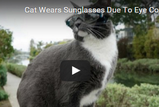 بالفيديو ..  قط يرتدى نظارة شمسية لحماية عينيه