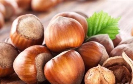 تفسير حلم رؤية البندق في المنام