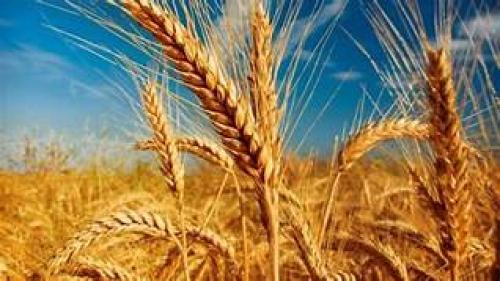 زراعة إربد تعلن عن بدء موسم حصاد القمح والشعير