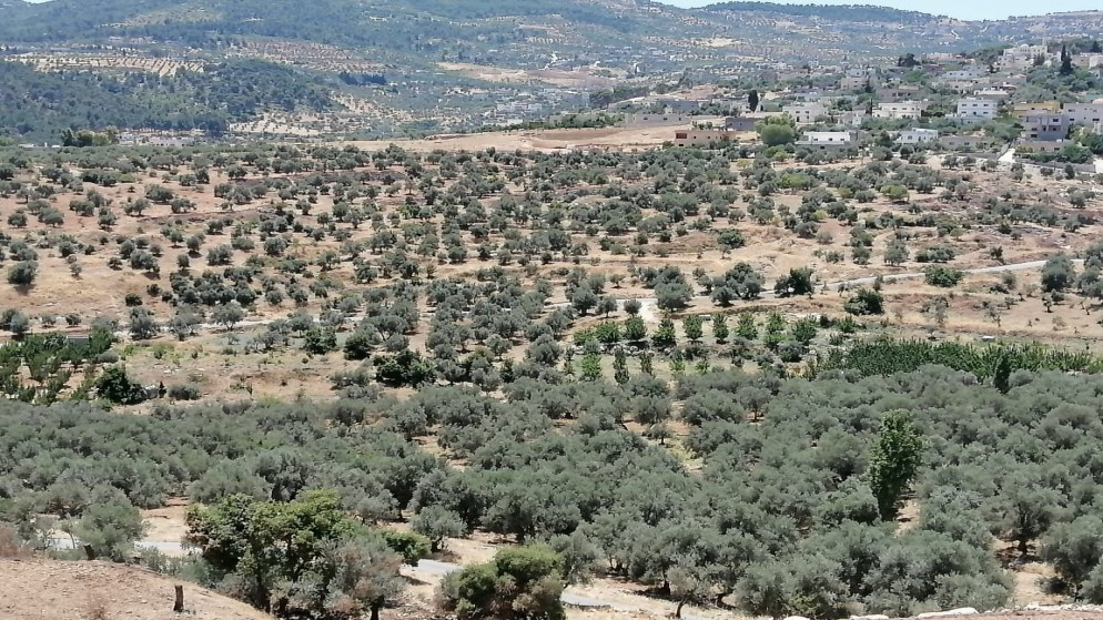 الأجهزة الأمنية تضبط شخصين اعتديا على الأشجار الحرجية في جرش