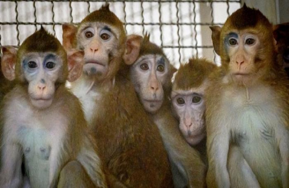 لجنة الاوبئة تبحث وقف استيراد بعض الحيوانات الناقلة لمرض " جدري القردة " 