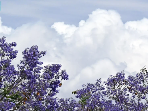 الجاكرندا  ..  زهرة الربيع ورمز الجمال في أبها