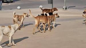 كلب ضال يعقر طفلا بكفر جايز في إربد