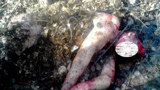 "مزقها" الدب ودفنها ليلتهمها لاحقا ..  فيديو صادم لنجاة امرأة بسيبيريا