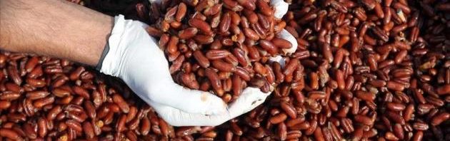 فوائد نواة التمر