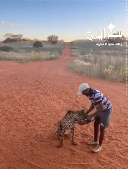 بالفيديو ..  شاهد كيف تعامل هذا الرجل مع حيوان مفترس بشكل مذهل