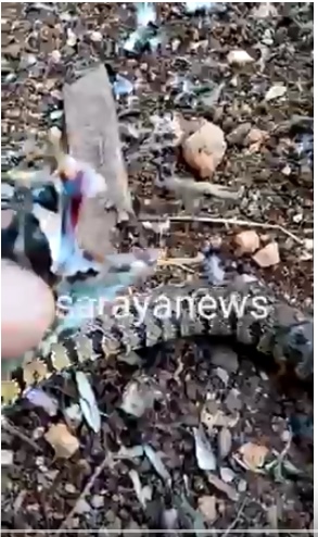 بالفيديو  ..  مواطن يقتل أفعى فلسطين أمام منزله في جرش 