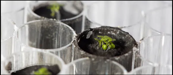  إنجاز غير مسبوق ..  نباتات الأرض تنمو في تربة القمر