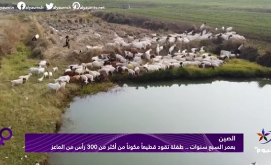 فيديو : طفلة في الصين تقود قطيعاً بأكثر من 300 رأس من الماعز