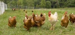 تجربة تايلاندية ..  إعطاء الدجاج الحشيش بدلا من المضادات الحيوية