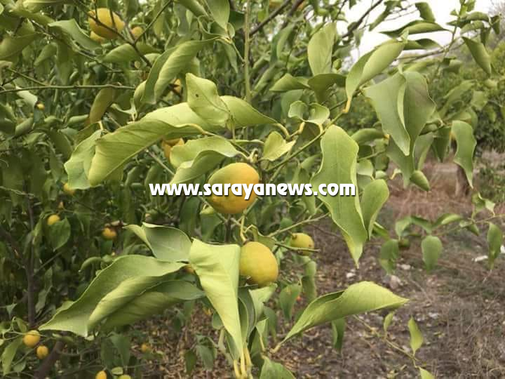 بالصور .. الأغوار الشمالية: مزارعون يطالبون بزيادة ضخ المياه للمزارع خوفاً من الجفاف