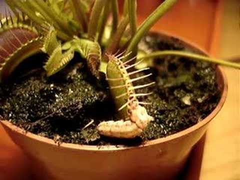 بالفيديو ..  الديونيا ..  نبات يجذب الحشرات بجماله ثم يفترسها