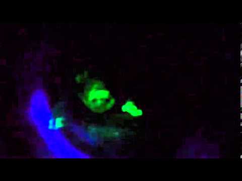 بالفيديو : الصين تنتج خنازير مشعة مثل قناديل البحر