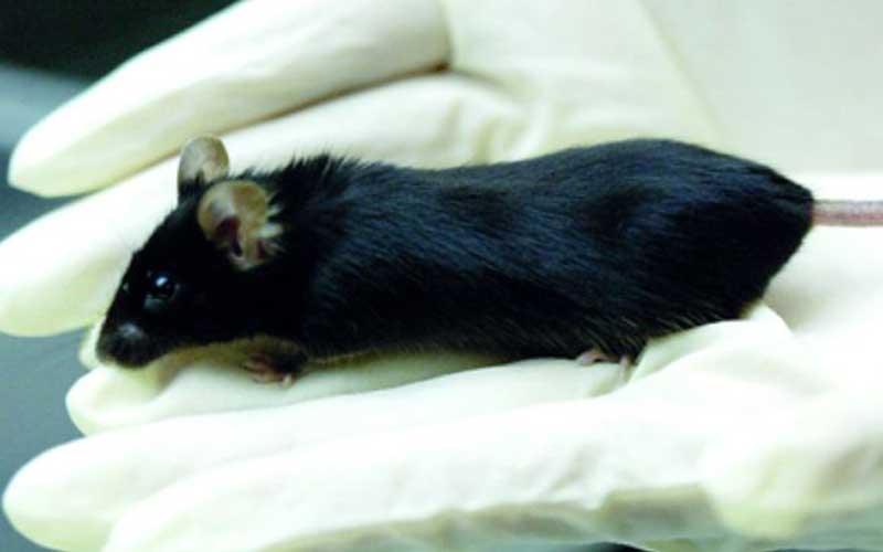  استنساخ فئران عبر تجفيف الخلايا بالتجميد