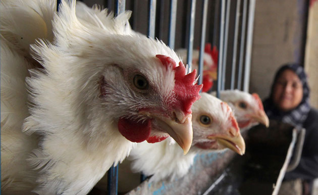 دراسة حكومية تدعي انخفاض أسعار الدجاج "الطازج و المُجمد" بنسبة 23% 