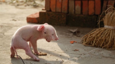 ولادة خنزير بفمين و6 عيون وأنوف