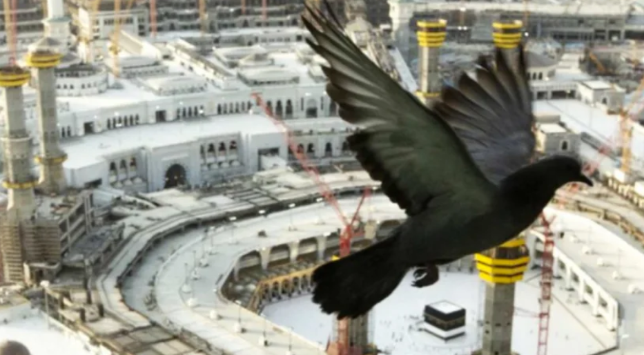 شاهد  ..  حمامة تلتقط نظارة أحد المصلين في المسجد الحرام