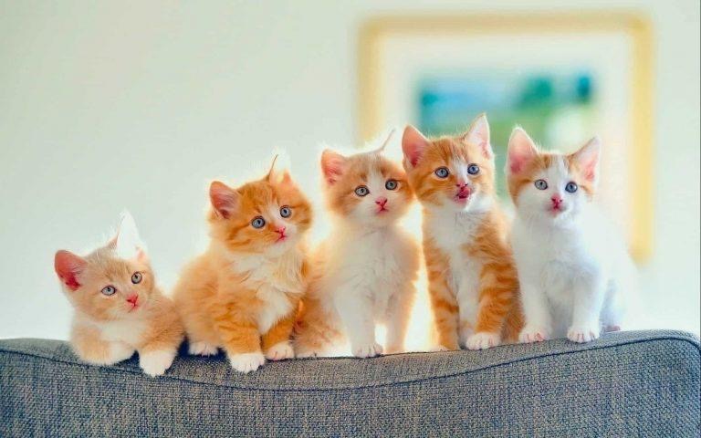 هل تسبب القطط عقما للنساء؟