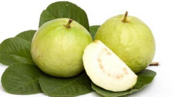 في موسمها ..  ماذا يحدث لجسمك عند تناول أوراق الجوافة؟   