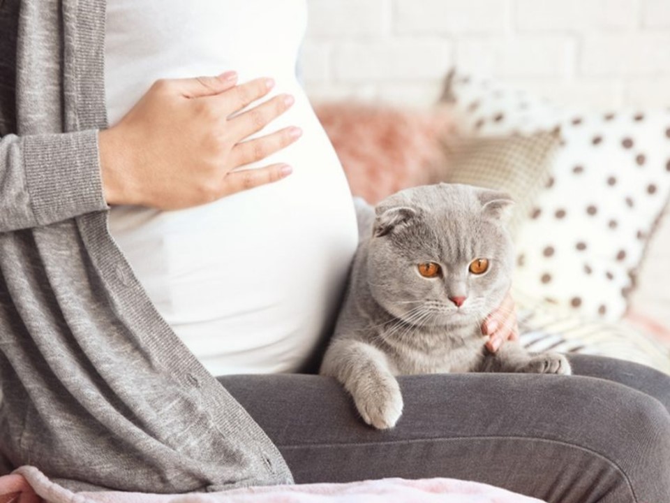 هل القطط تشكل خطورة على المرأة الحامل؟