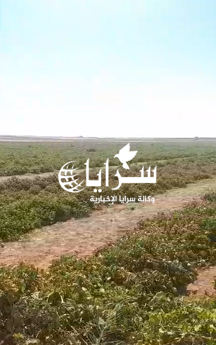 "بعد وقف التصدير الخارجي" ..   مزارعو البندورة في قضاء الخالدية يناشدون الحكومة للتصرف - فيديو