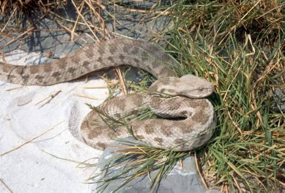 بالفيديو  ..  خبير أفاعي يمسك بأفعى "الحراشف المنشارية" في الرمثا ويوجه تحذيرًا هامًا لقاطفي الزيتون 