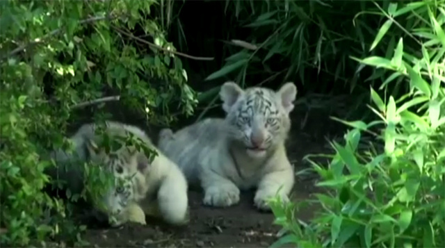 بالفيديو ..  جراء النمر تعرض في حديقة حيوانات بوينس آيرس