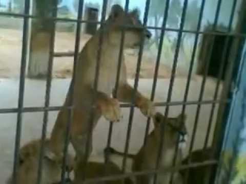 عمان : ضبط حديقة حيوانات " معروفة " تعتدي على خطوط المياه