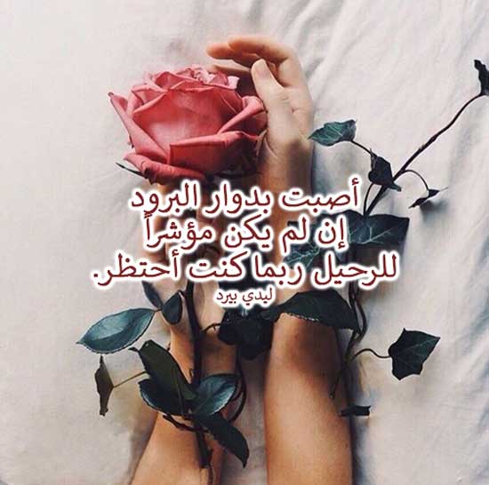 مشاعري باردة تجاهه