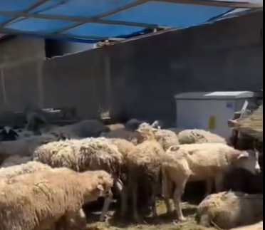 بالفيديو ..  أردني يعرض بيع الاضحية في جورجيا بـ 100 دولار