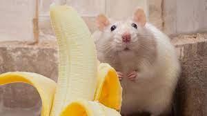 بالصدفة ..  علماء يكتشفون نفور الفئران الشديد من الموز