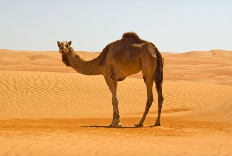 إماراتي يشتري ناقة بـ 200 ألف درهم ويكتشف تزييف سنها وسلالتها خلال سباق للهجن