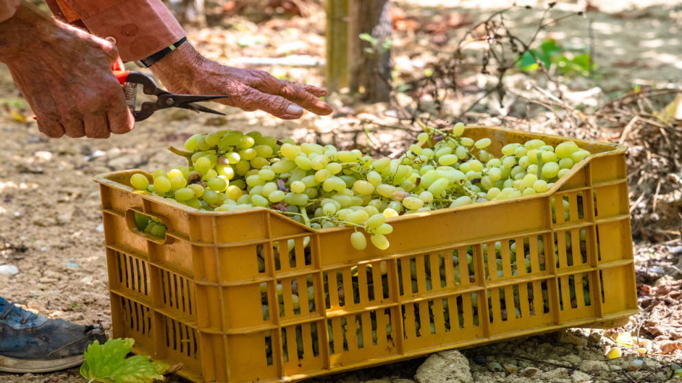 وزير الزراعة: الصادرات الزراعية سجلت رقمًا قياسيًا العام الماضي