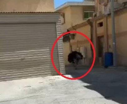 موقف طريف ..  نعامة تهرب في أحد شوارع السعودية  ..  فيديو