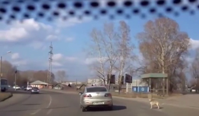 شاهد كلب ذكي يقطع الطريق عبر ممر الراجلين .. فيديو