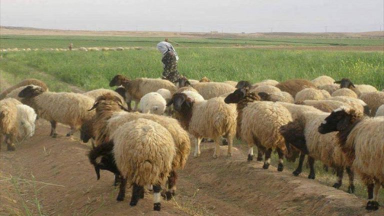 تصدير 272 ألف رأس ماشية للخليج منذ بداية العام