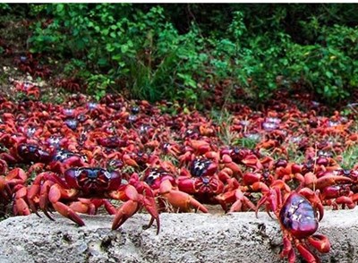 بالصور والفيديو .. 120 مليون سلطعون تغلق شوارع جزيرة الكريسماس