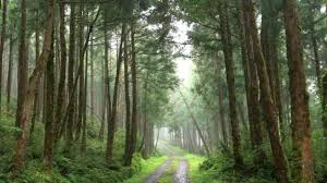 دراسة صادمة: زراعة الأشجار لم تعد كافية لتقليص ثاني أكسيد الكربون من الجو