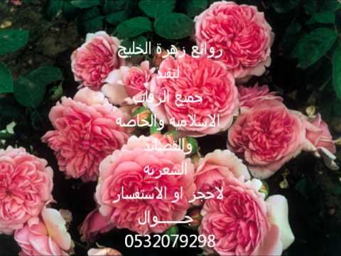 زفه زفه اليسا زفوني لبيت حبيبي رجع ليا جديد بدون موسقى وحصري 