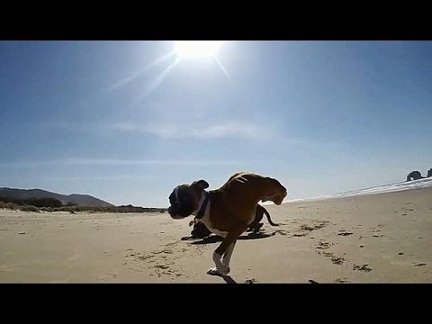 بالفيديو ..  كلب بقدمين فقط يتحدى أقرانه ذوي الأربع