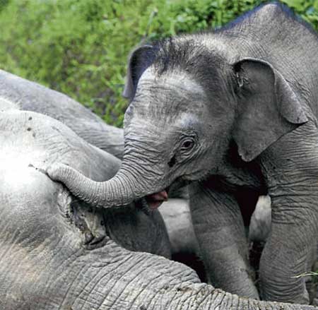 بالصور  ..  عندما يذرف الفيل دموعه حزناً على فراق امه