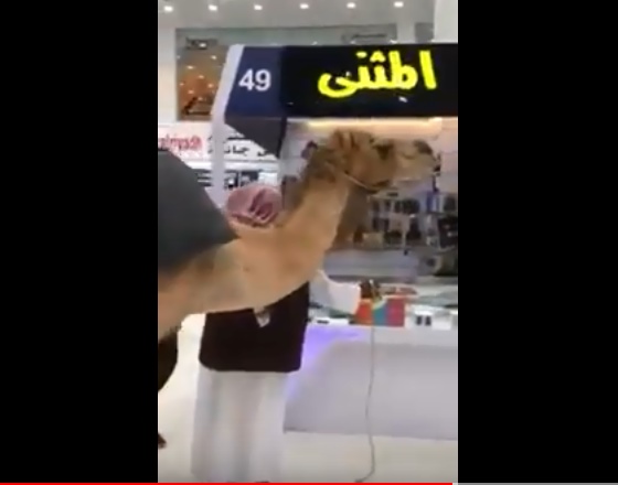 بالفيديو  ..  مواطن سعودي يدخل "جمل" الى احد المولات يثير الجدل على منصات التواصل الاجتماعي 