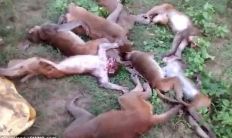 في الهند ..  12 قردا ماتوا بالسكتة القلبية لـ خوفهم من نمر