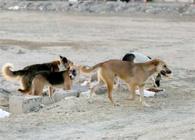 رئيس اللجنة المحلية لشفا بدران "ابو عرابي" لسرايا: منطقة شفا بدران "غير آمنة" بسبب الكلاب الضالة 