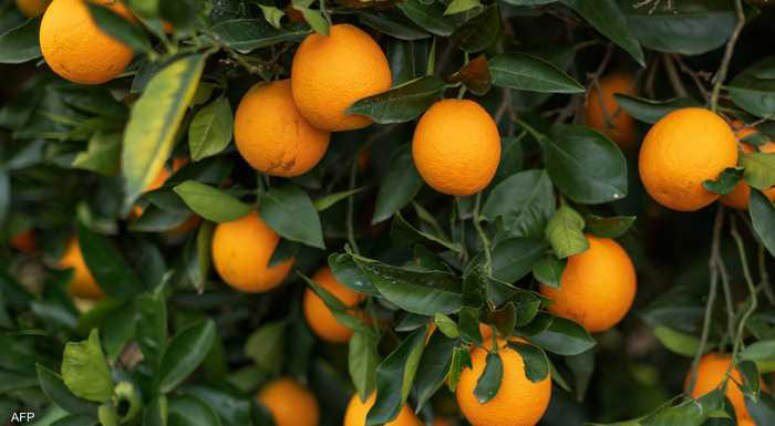 لهذا السبب ..  لا يجب أن ترمي قشور البرتقال