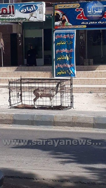 توضيح هام من الزراعة حول بيع لحوم غزلان في اربد 